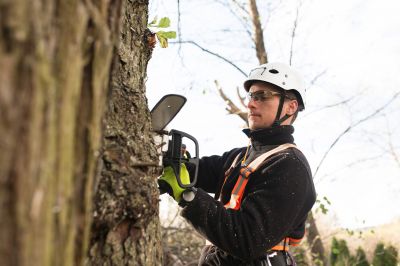 Avocado Tree Cutting