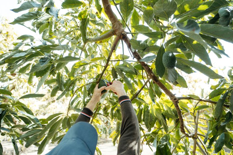 Avocado Tree Cutting