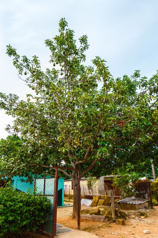 Avocado Tree Cutting