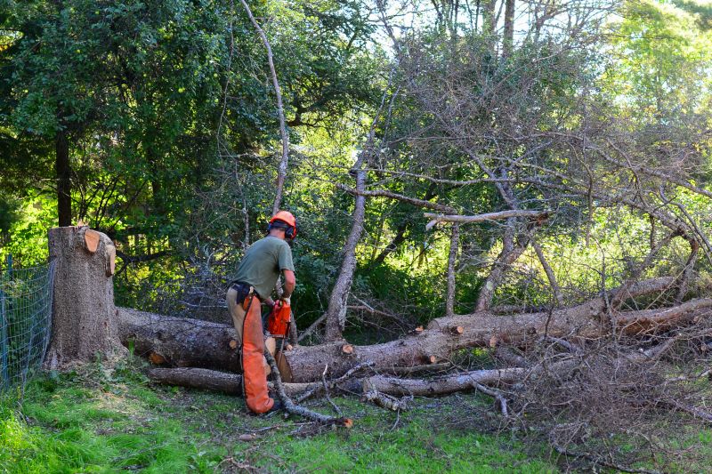 Avocado Tree Cutting