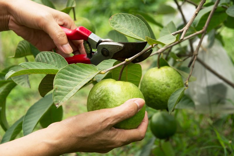 Avocado Tree Cutting