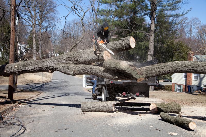 Birch Tree Removal in Montgomery County, PA