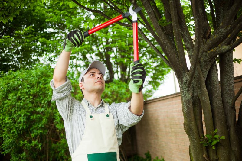 Avocado Tree Cutting