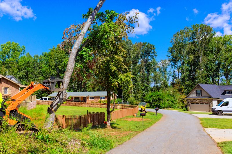 Avocado Tree Cutting