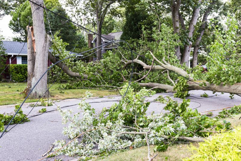 Fallen Tree on Lawn
