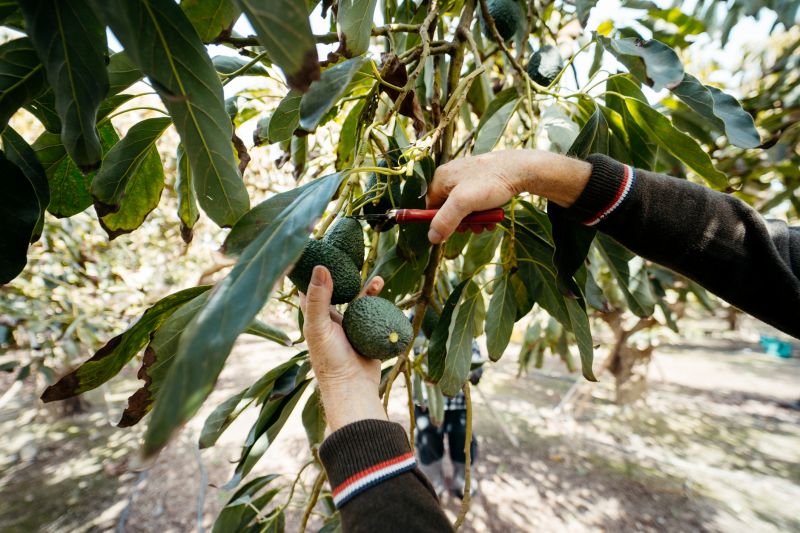 Avocado Tree Cutting Service